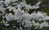 一起讀報(bào)-3月27日