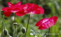 一起讀報-8月9日