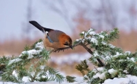 一起讀報(bào)-1月15日